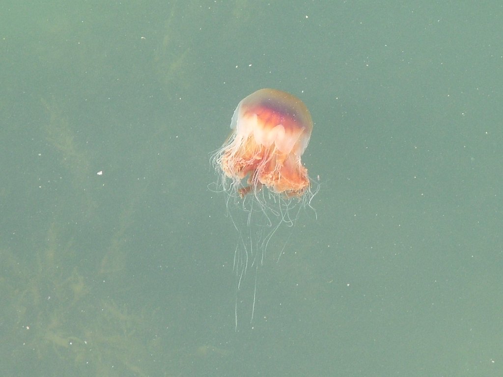 Click now to see this image full size.