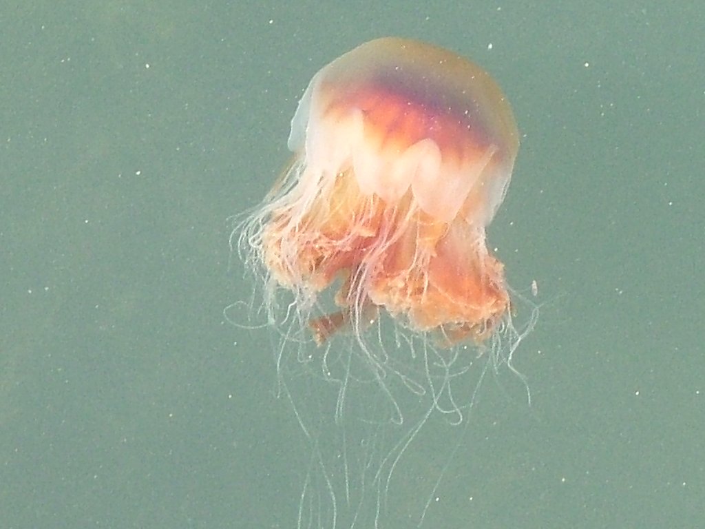 Click now to see this image full size.