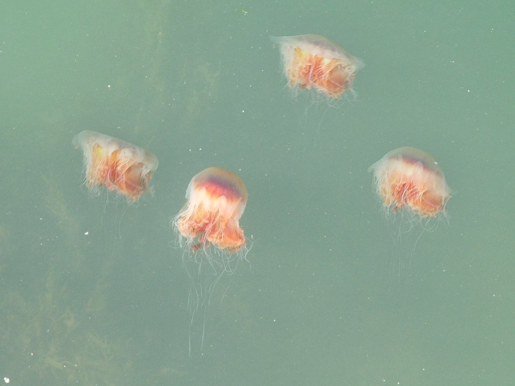 Click now to see this image full size.