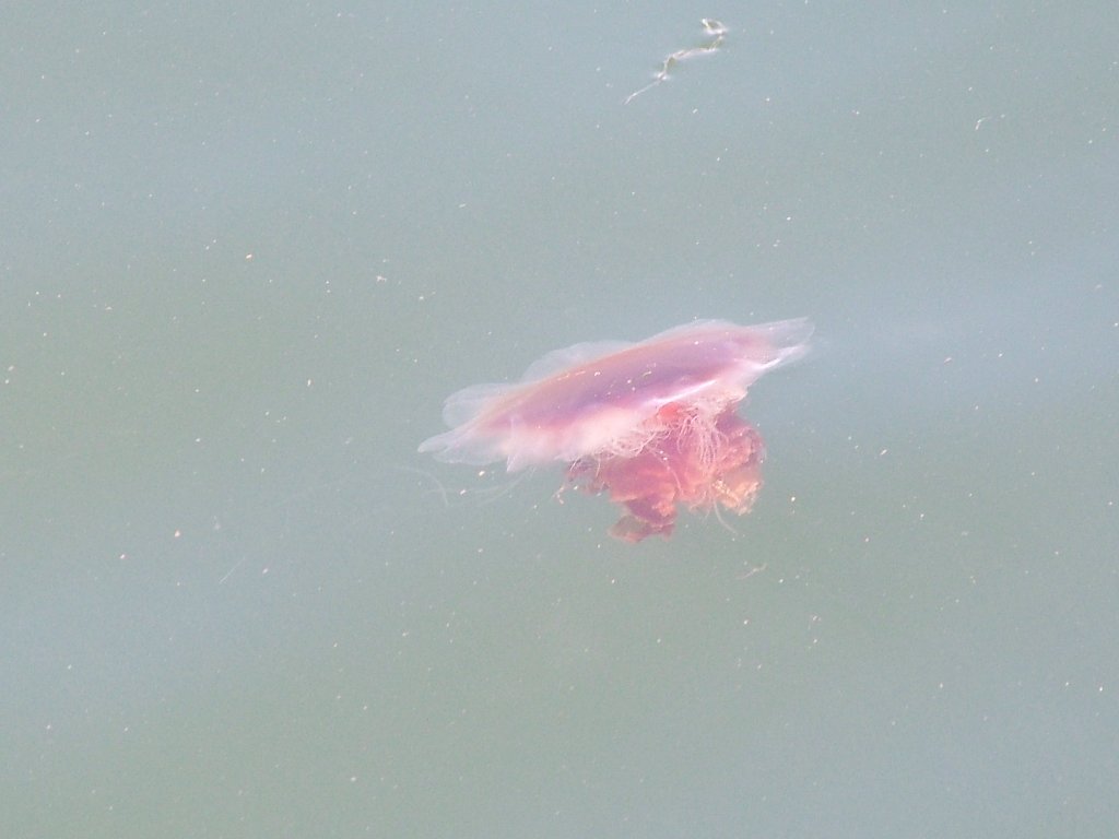 Click now to see this image full size.