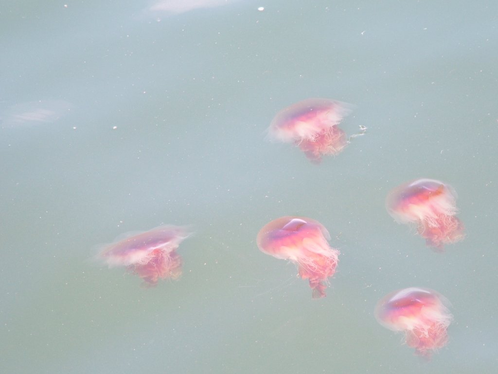 Click now to see this image full size.