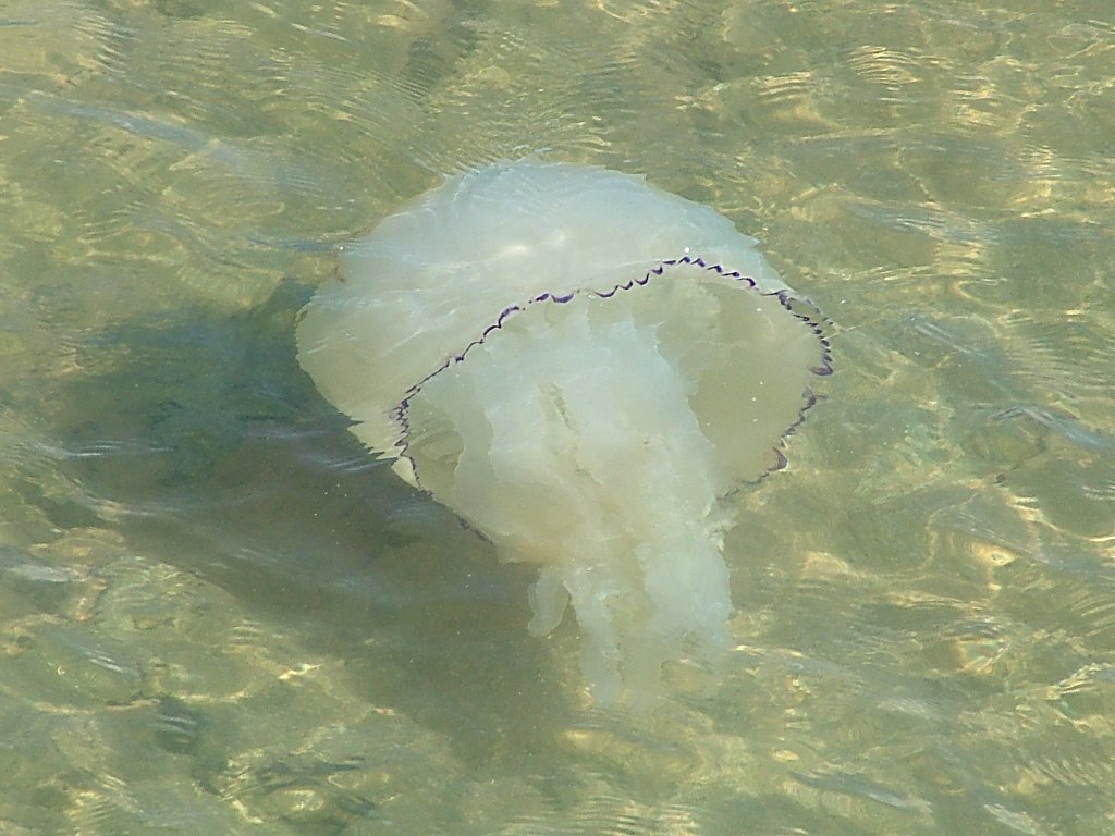 Click now to see this image full size.