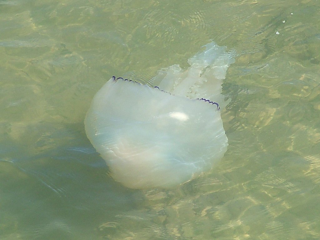 Click now to see this image full size.