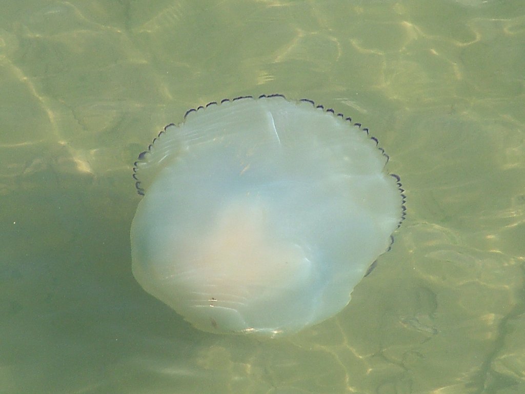 Click now to see this image full size.