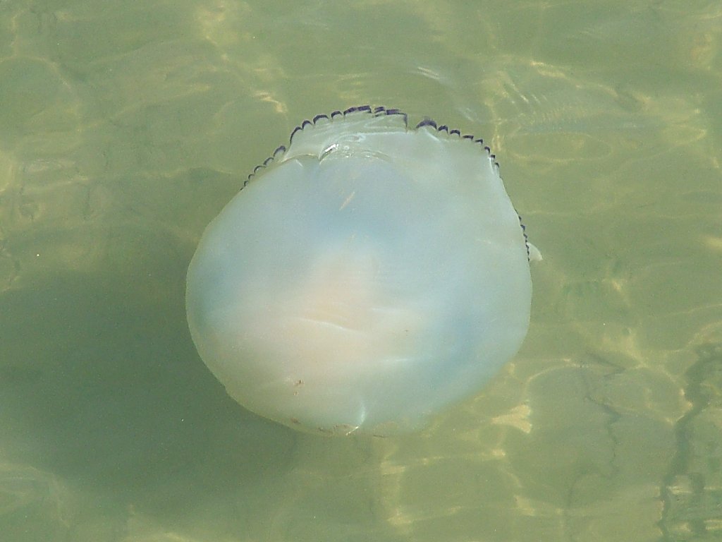 Click now to see this image full size.