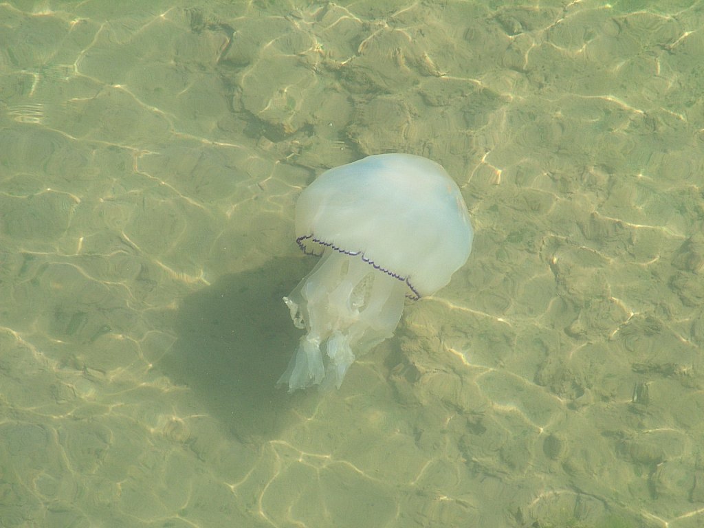 Click now to see this image full size.