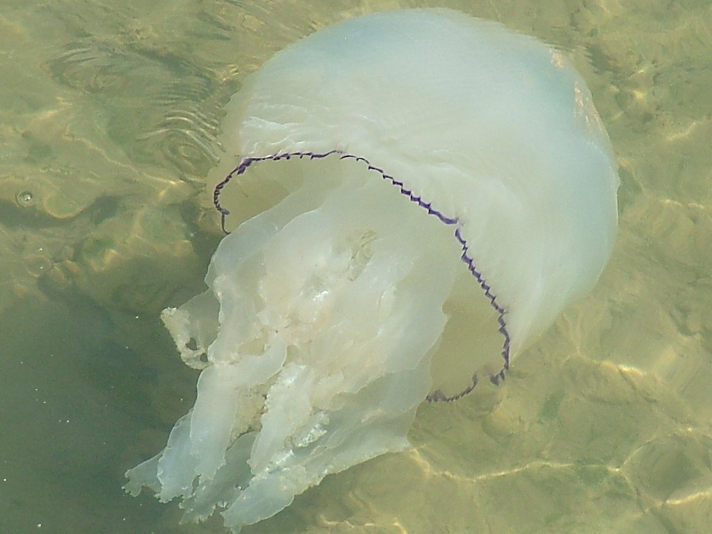 Click now to see this image full size.