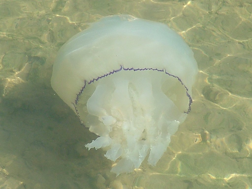 Click now to see this image full size.