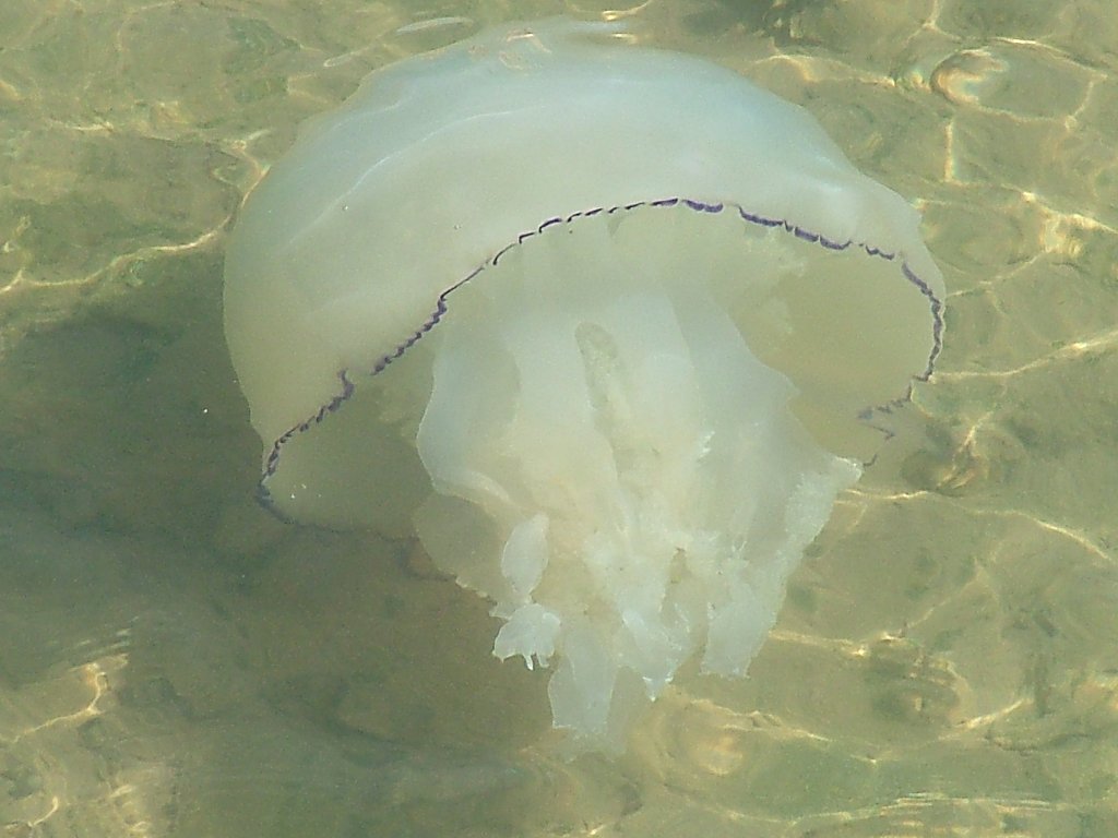 Click now to see this image full size.