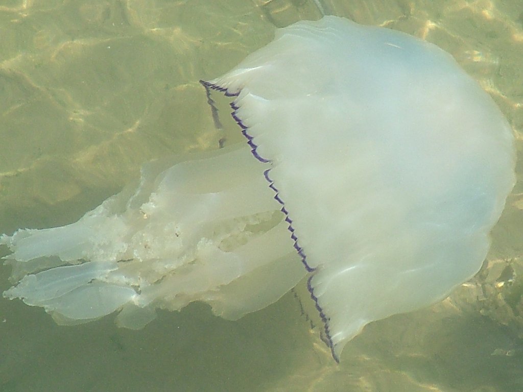 Click now to see this image full size.