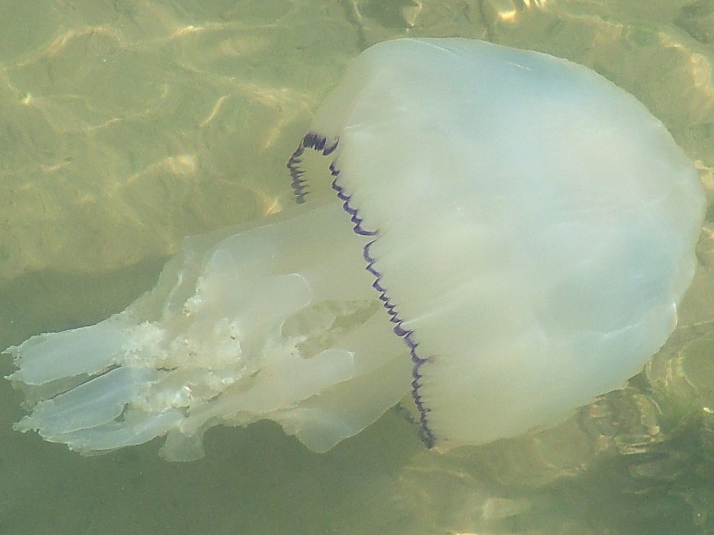 Click now to see this image full size.