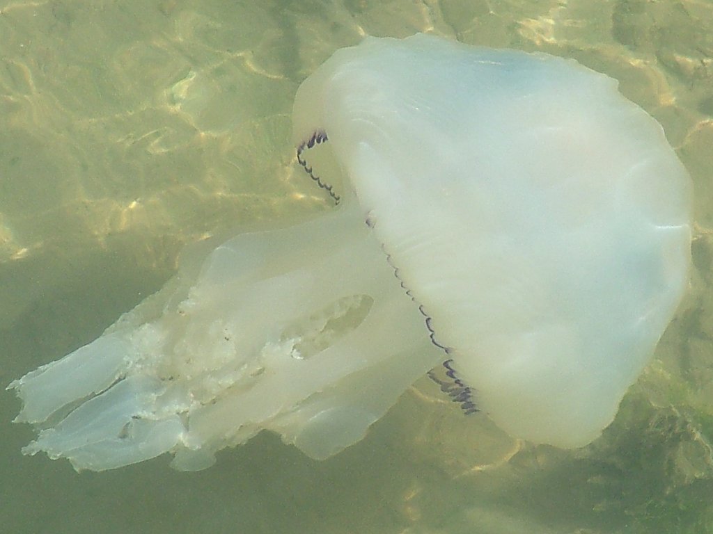 Click now to see this image full size.