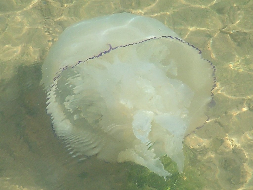 Click now to see this image full size.