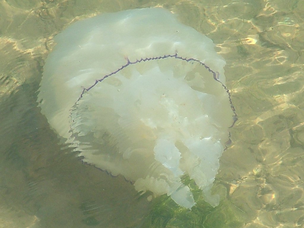 Click now to see this image full size.