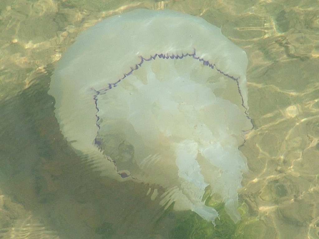 Click now to see this image full size.