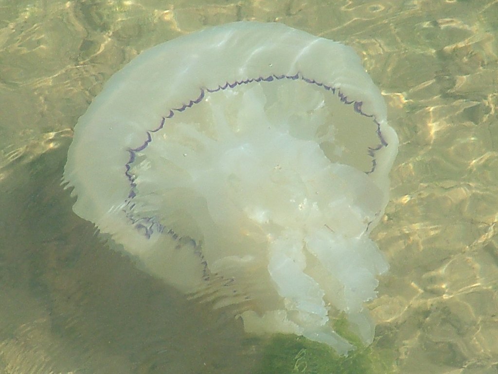 Click now to see this image full size.