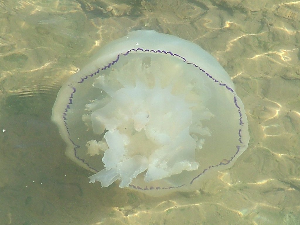 Click now to see this image full size.