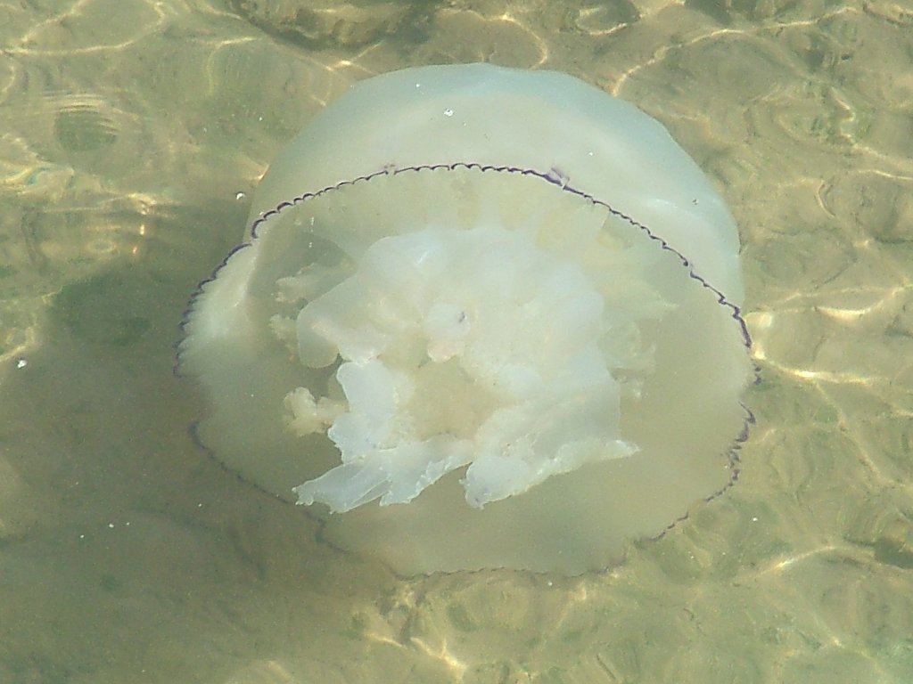 Click now to see this image full size.