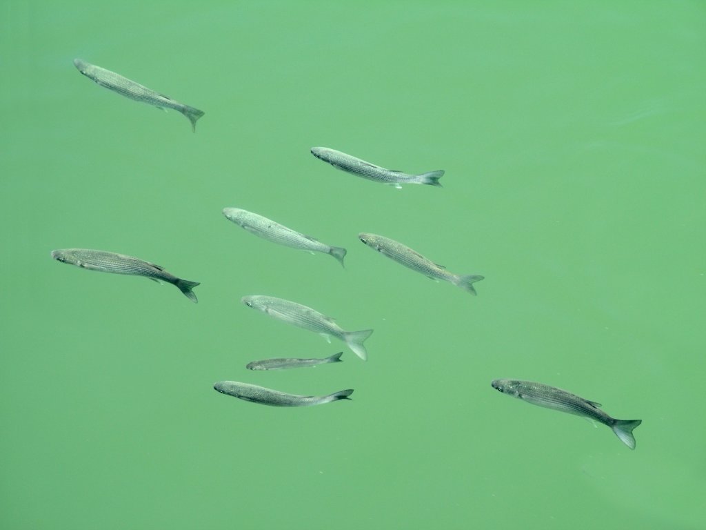 Click now to see this image full size.