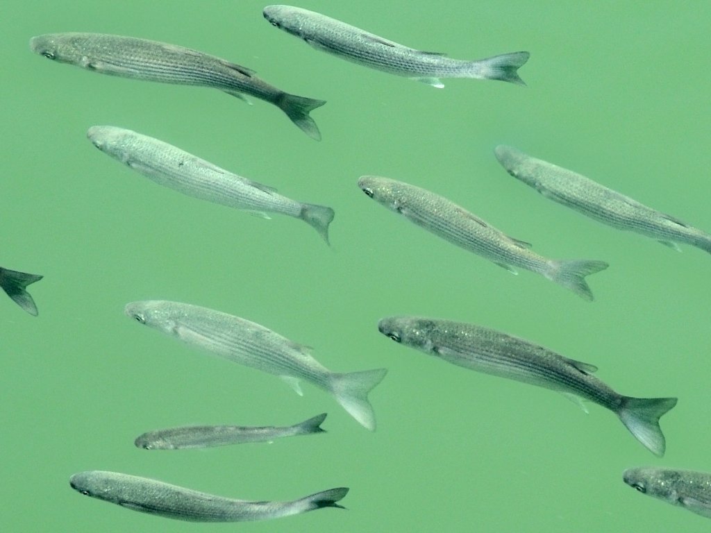 Click now to see this image full size.