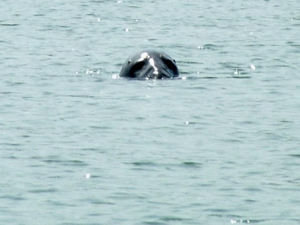 Click now to see this image full size.