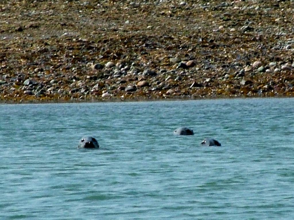 Click now to see this image full size.