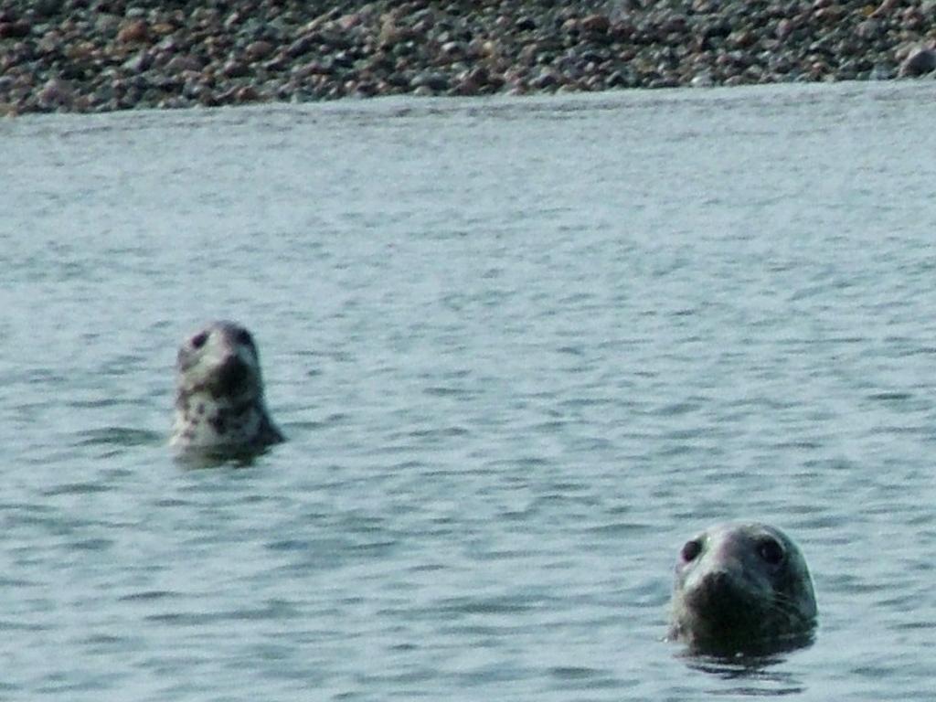 Click now to see this image full size.