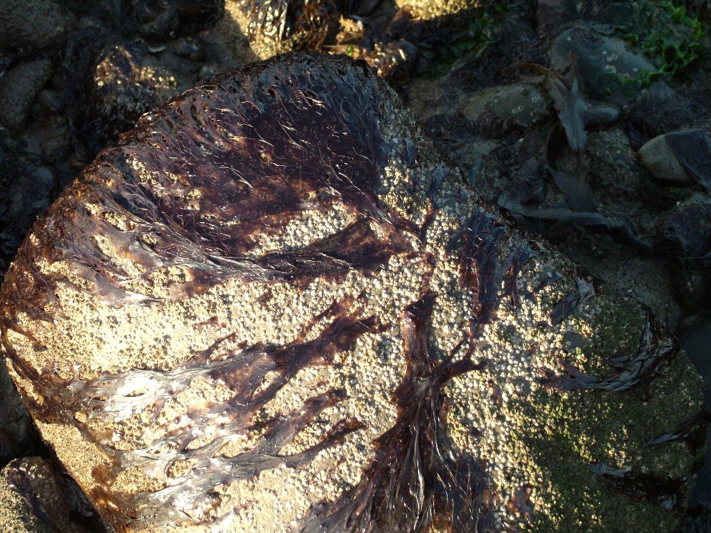 Click now to see this image full size.