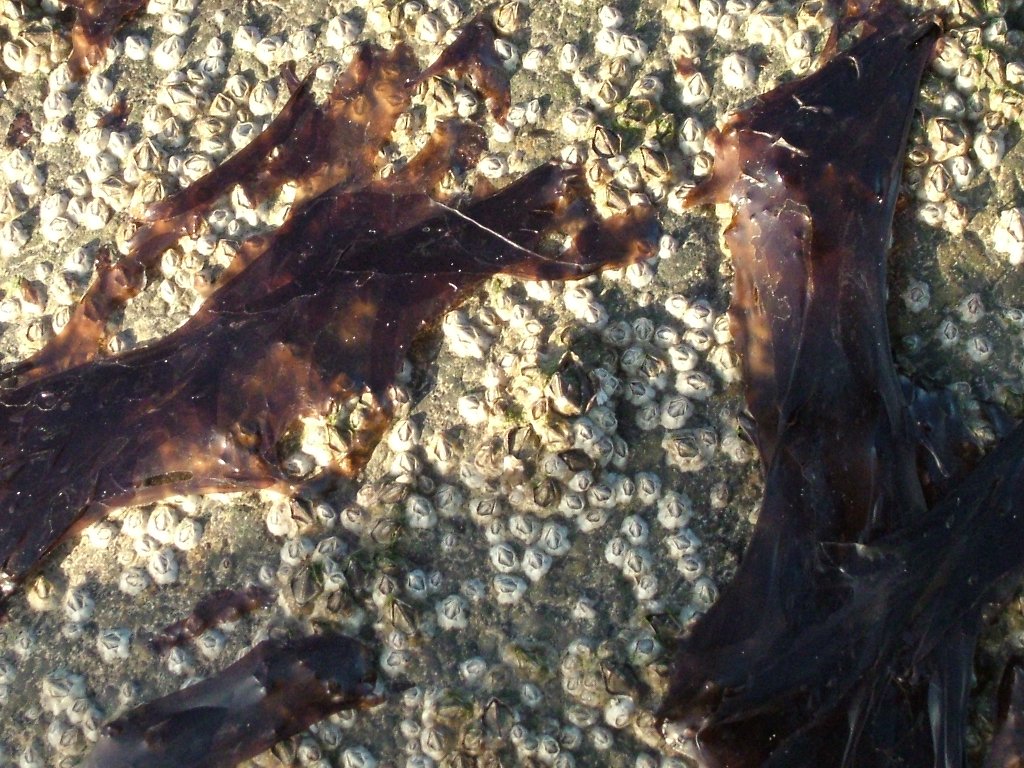 Click now to see this image full size.