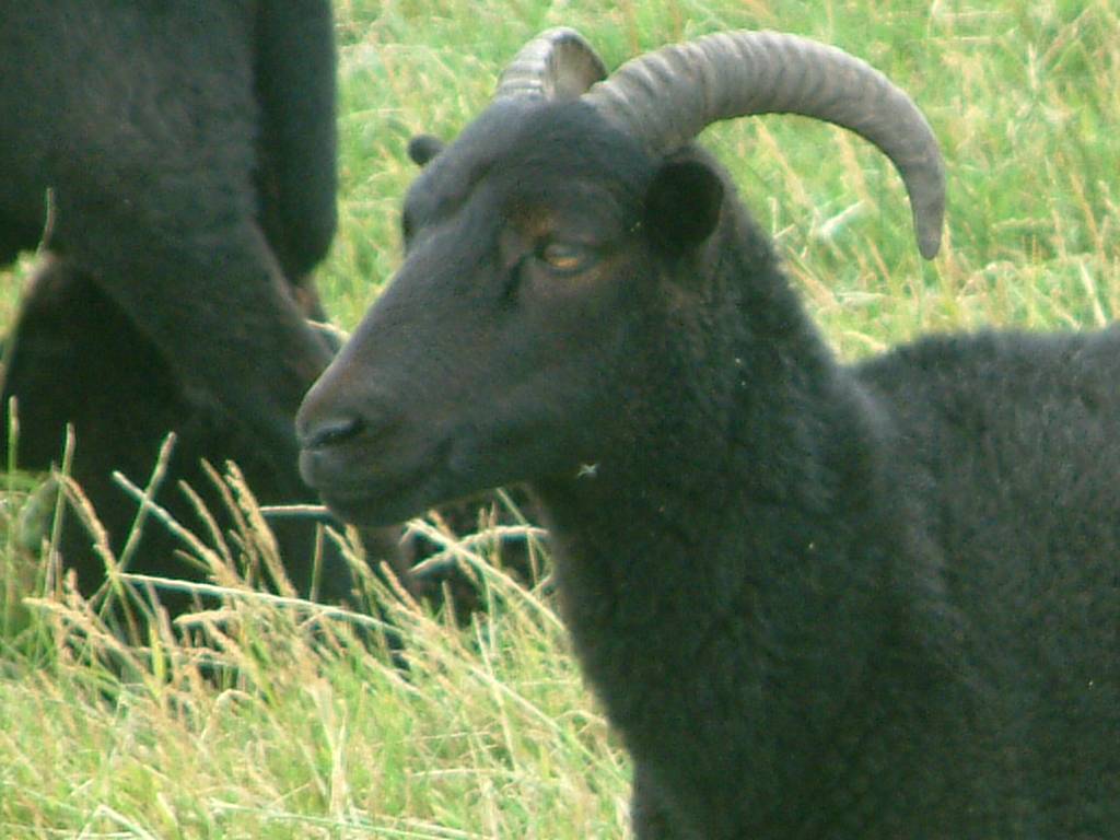 Click now to see this image full size.