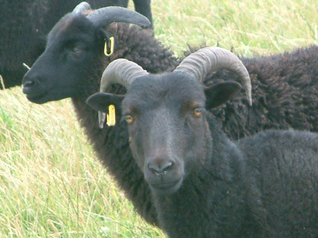 Click now to see this image full size.