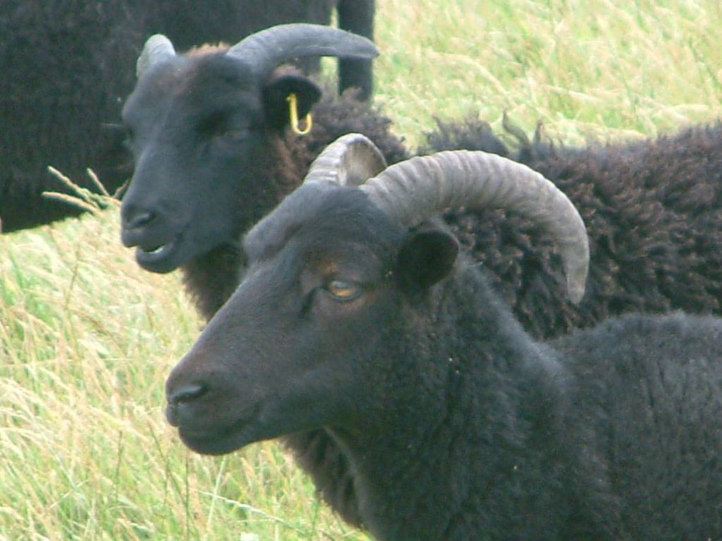 Click now to see this image full size.