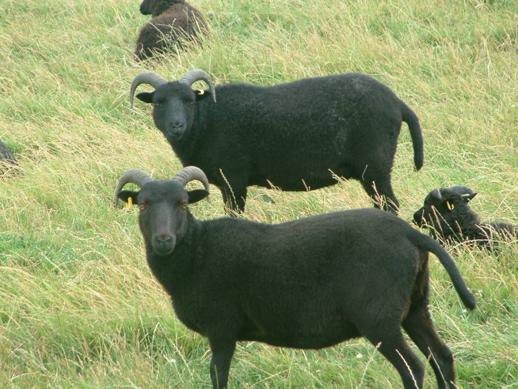 Click now to see this image full size.