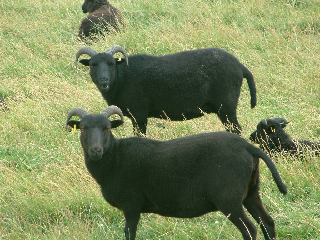 Click now to see this image full size.