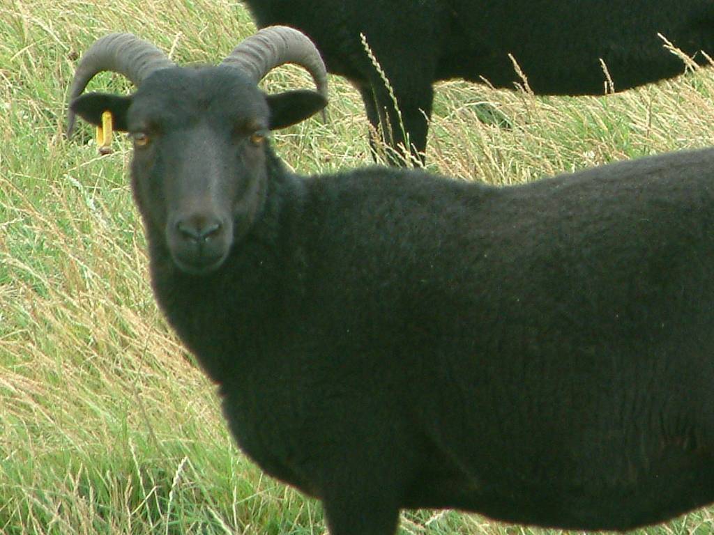 Click now to see this image full size.