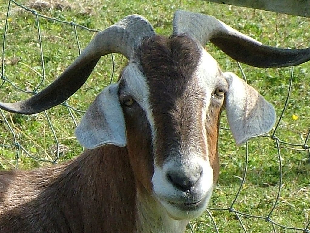 Click now to see this image full size.