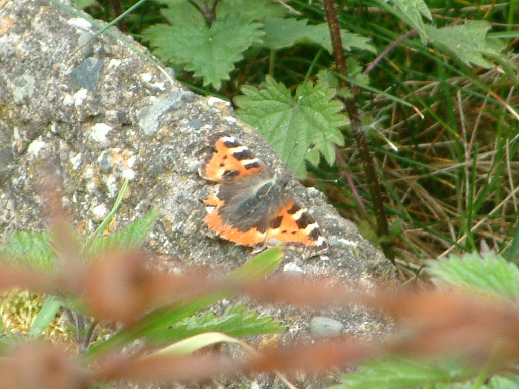 Click now to see this image full size.