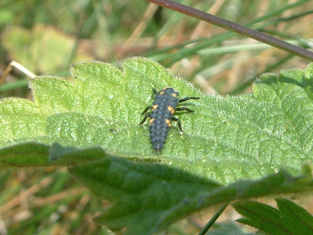 Click now to see this image full size.