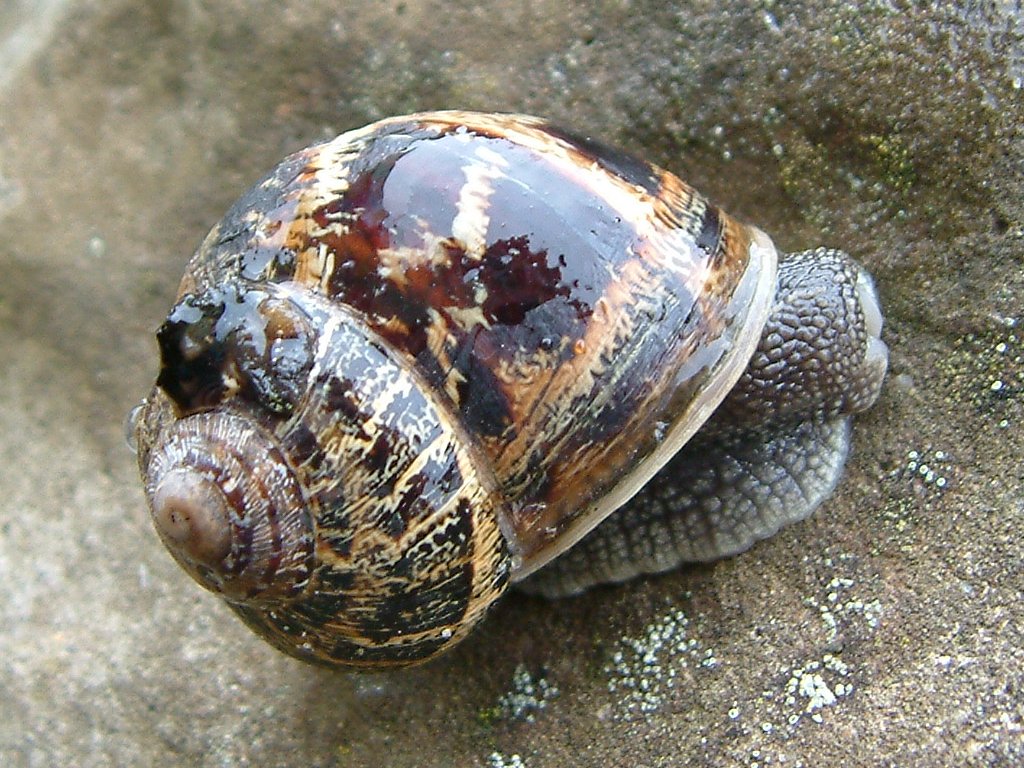 Click now to see this image full size.