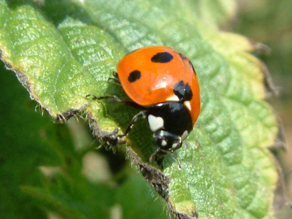 Click now to see this image full size.