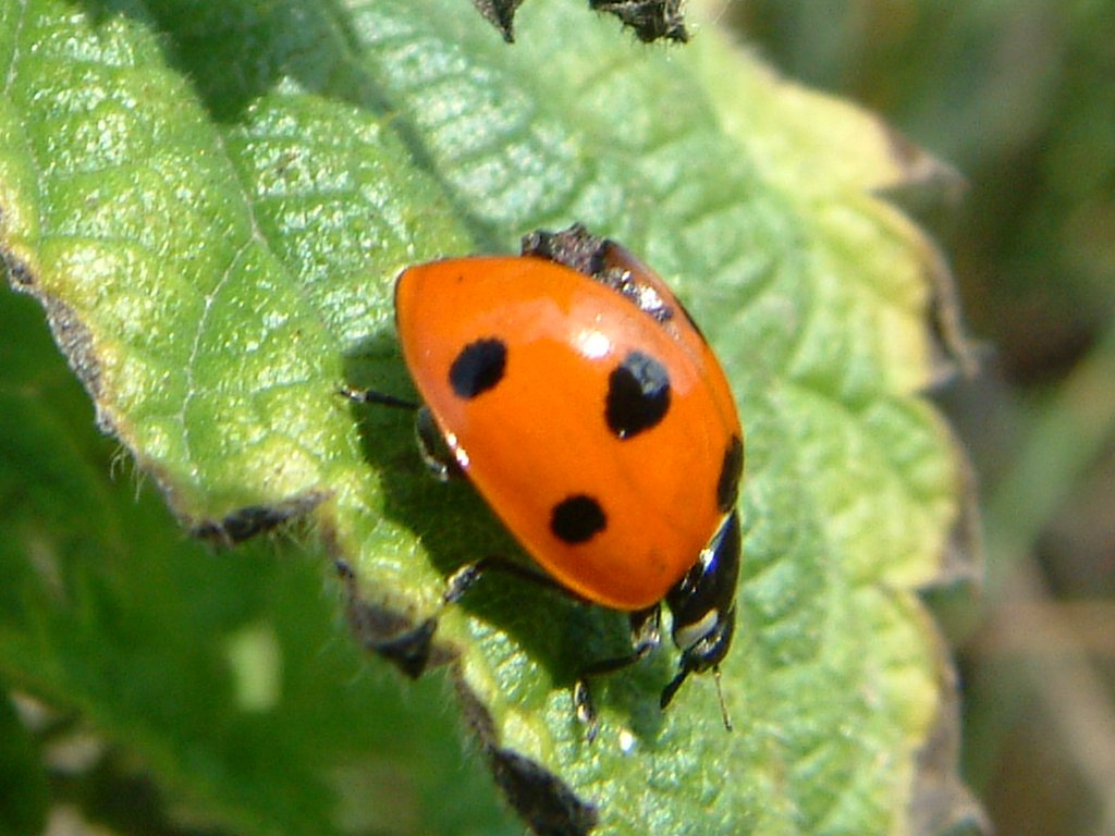 Click now to see this image full size.