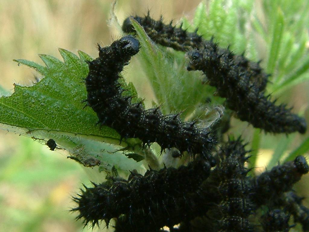 Click now to see this image full size.