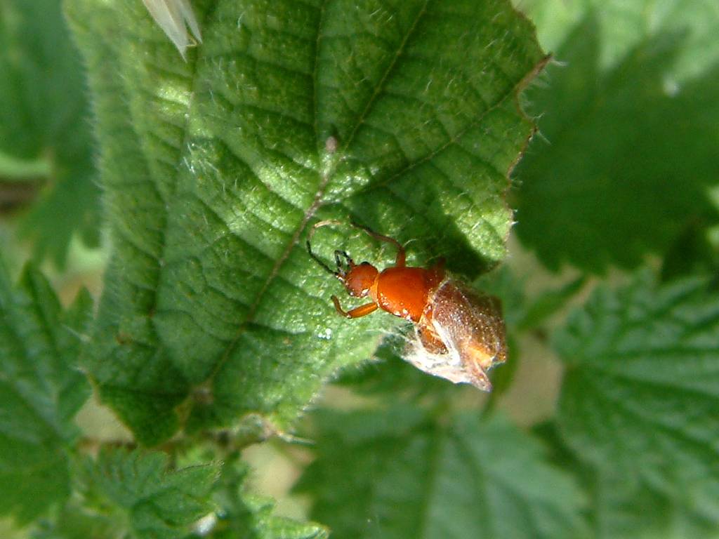 Click now to see this image full size.