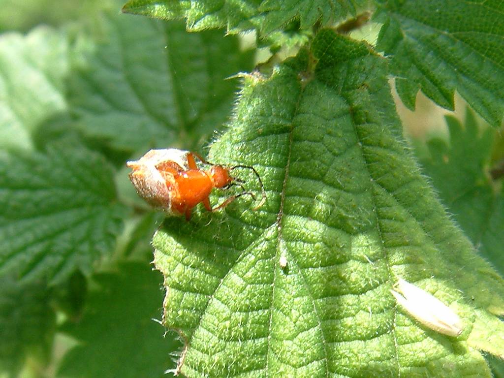 Click now to see this image full size.