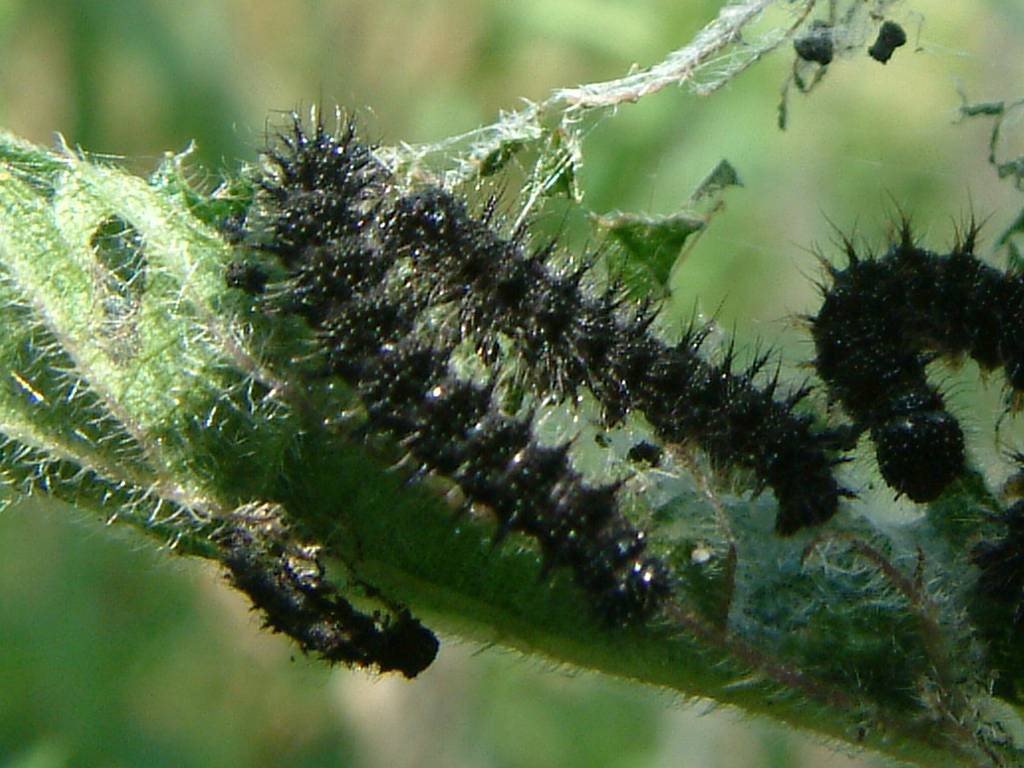 Click now to see this image full size.