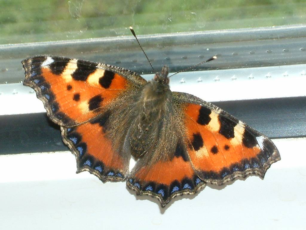 Click now to see this image full size.