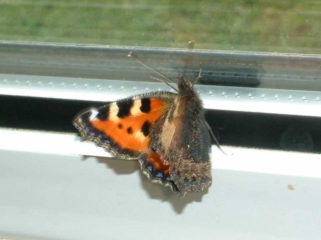 Click now to see this image full size.