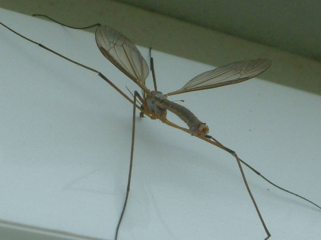 Click now to see this image full size.