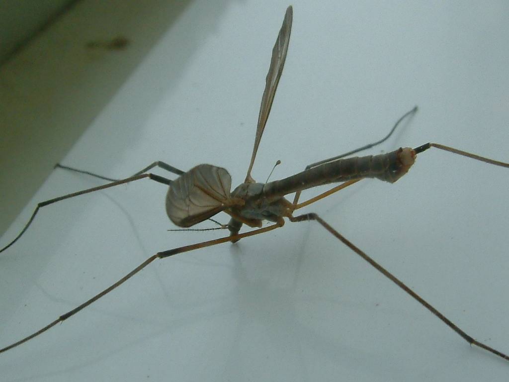 Click now to see this image full size.