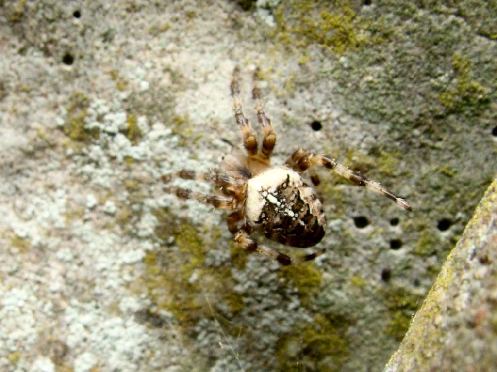 Click now to see this image full size.